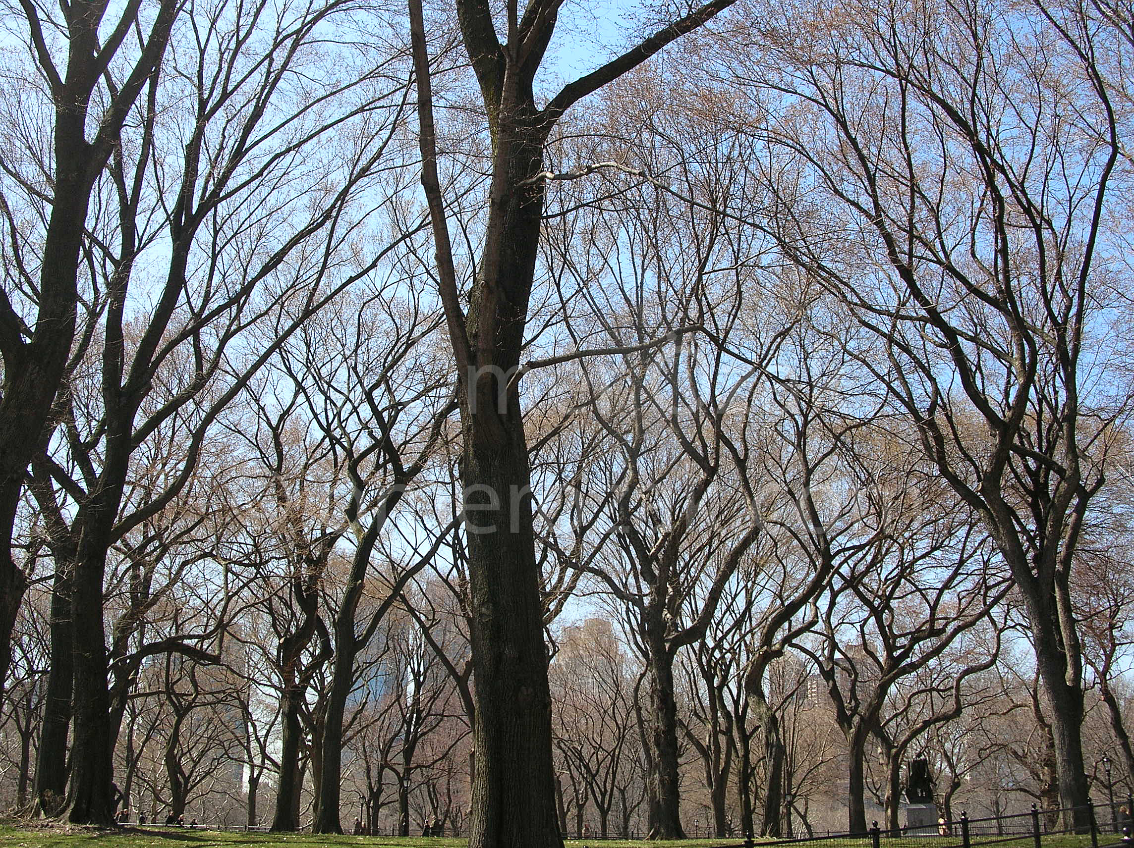 Trees