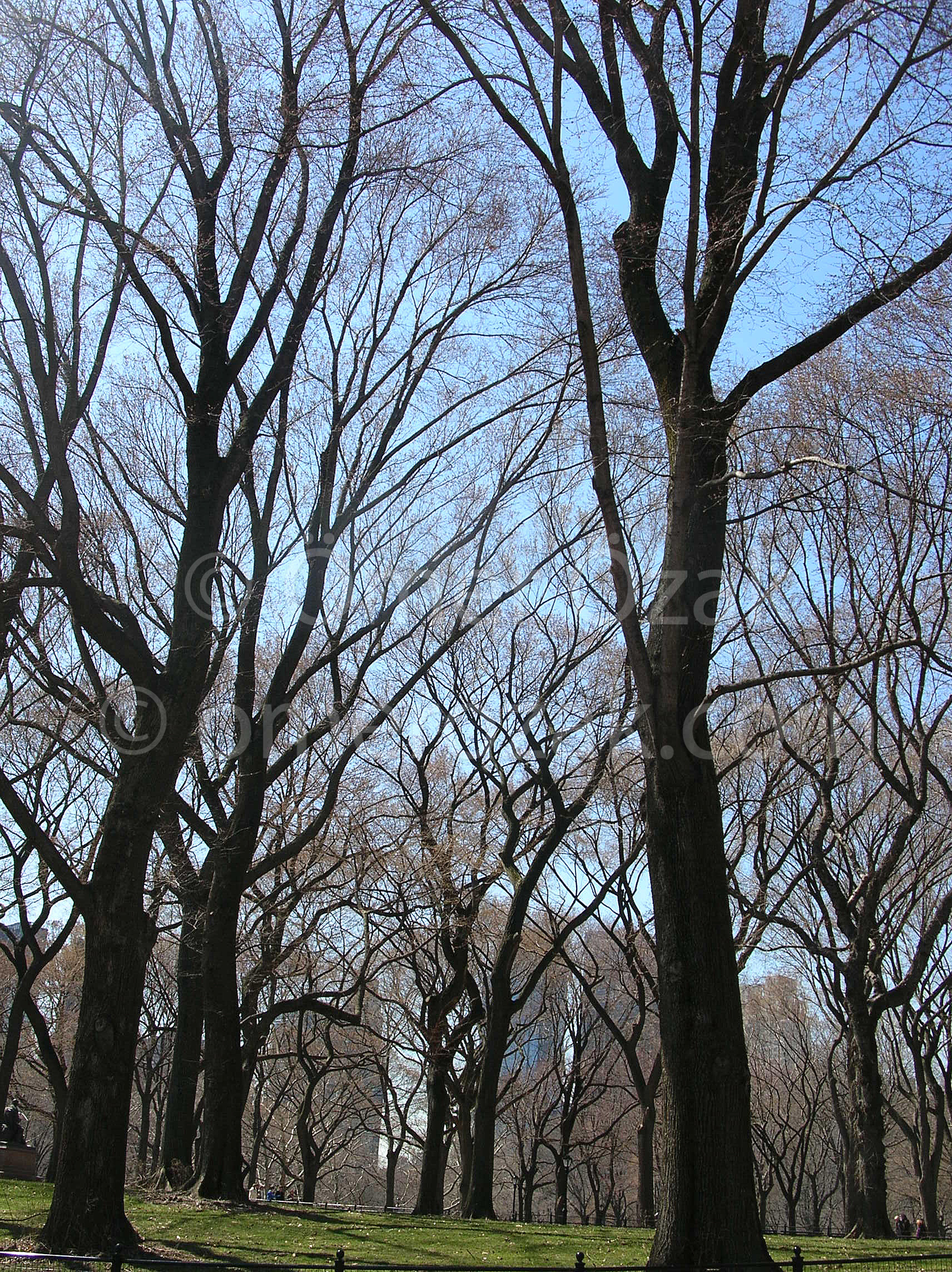 Trees