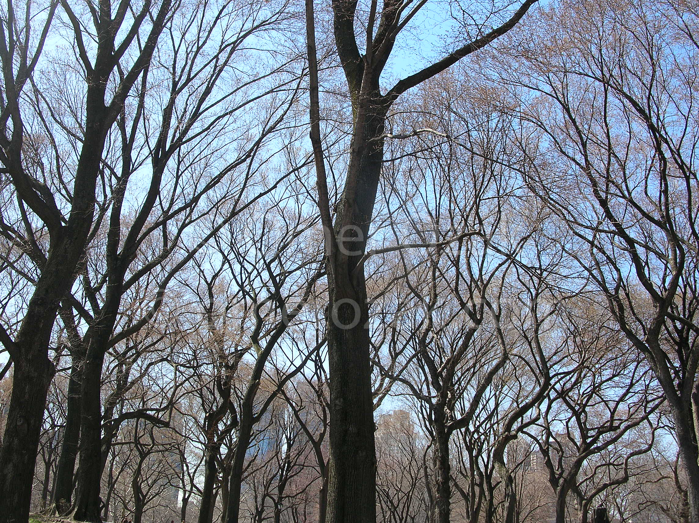 Trees