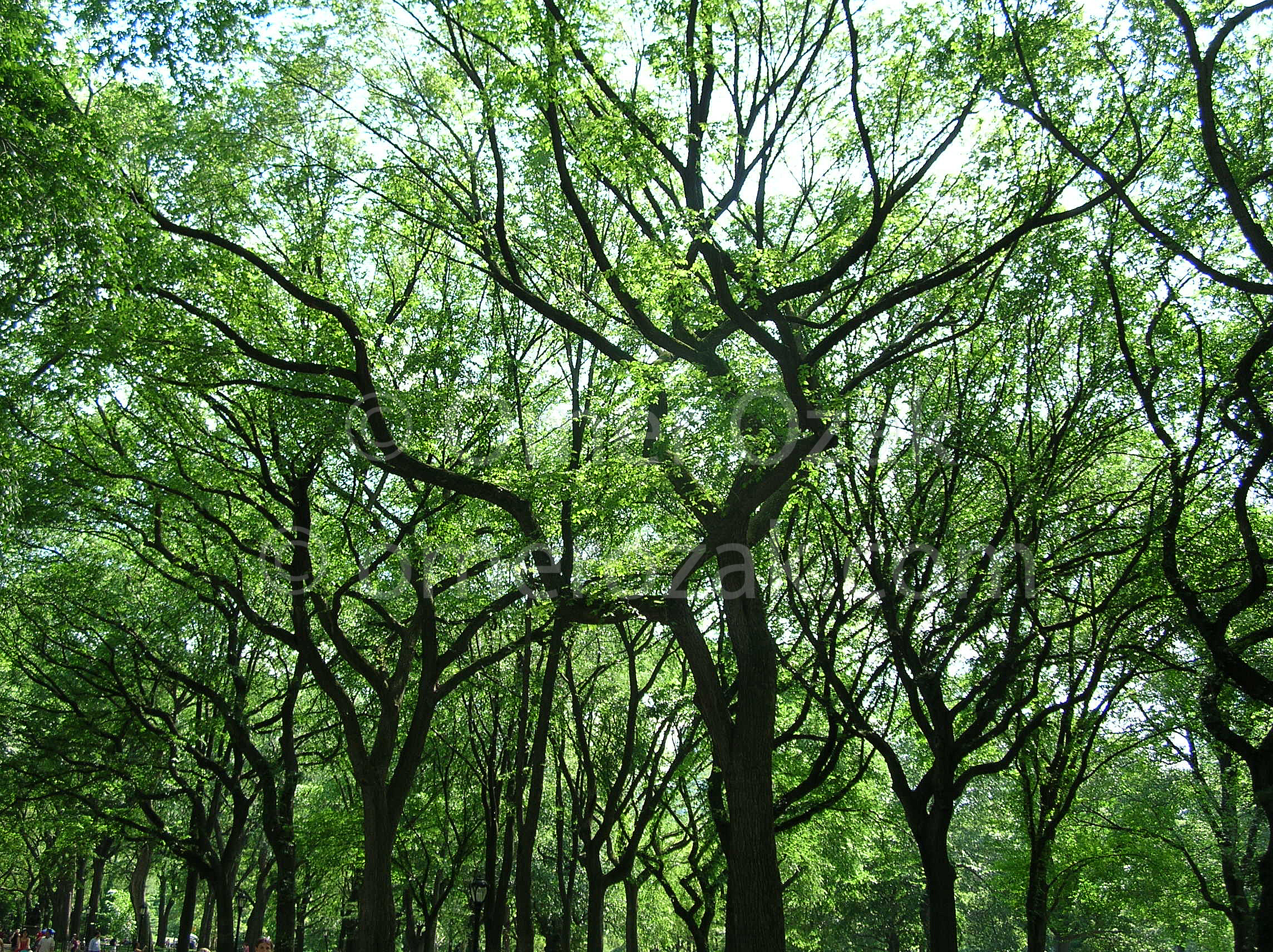 Trees