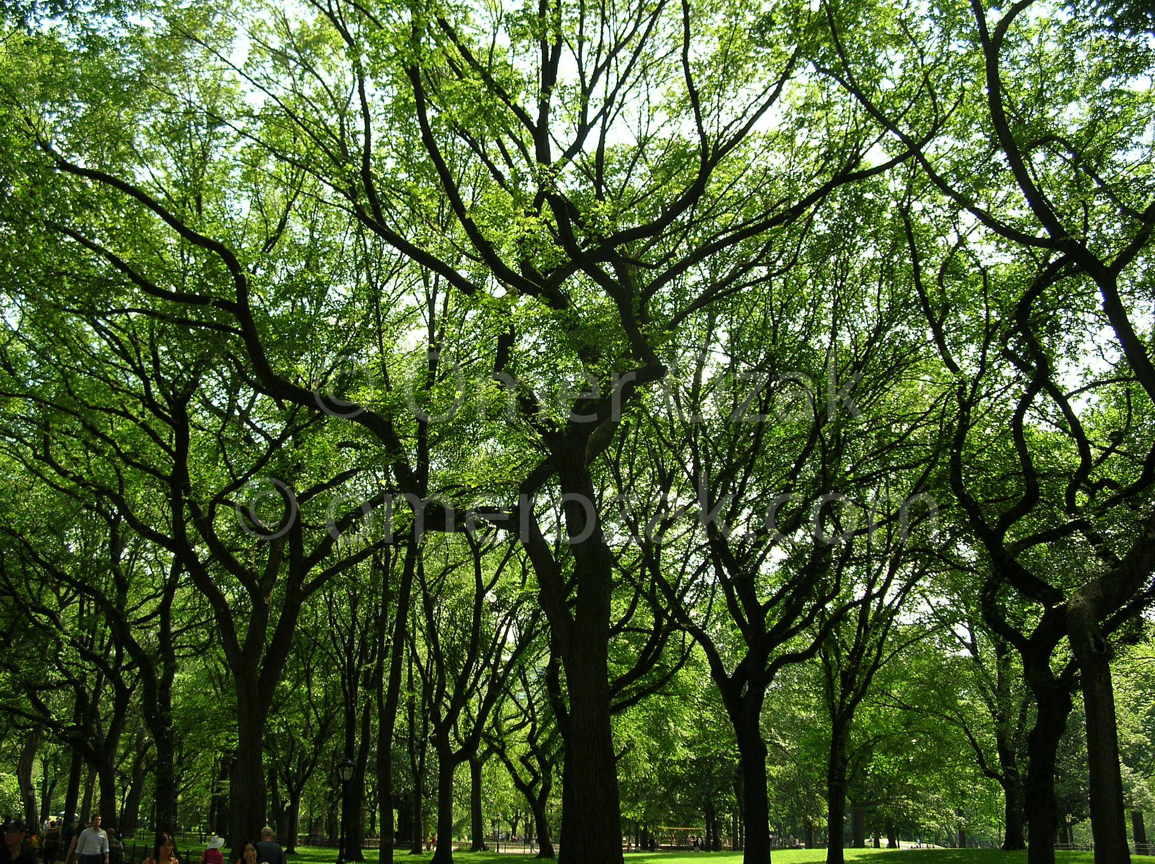 Trees