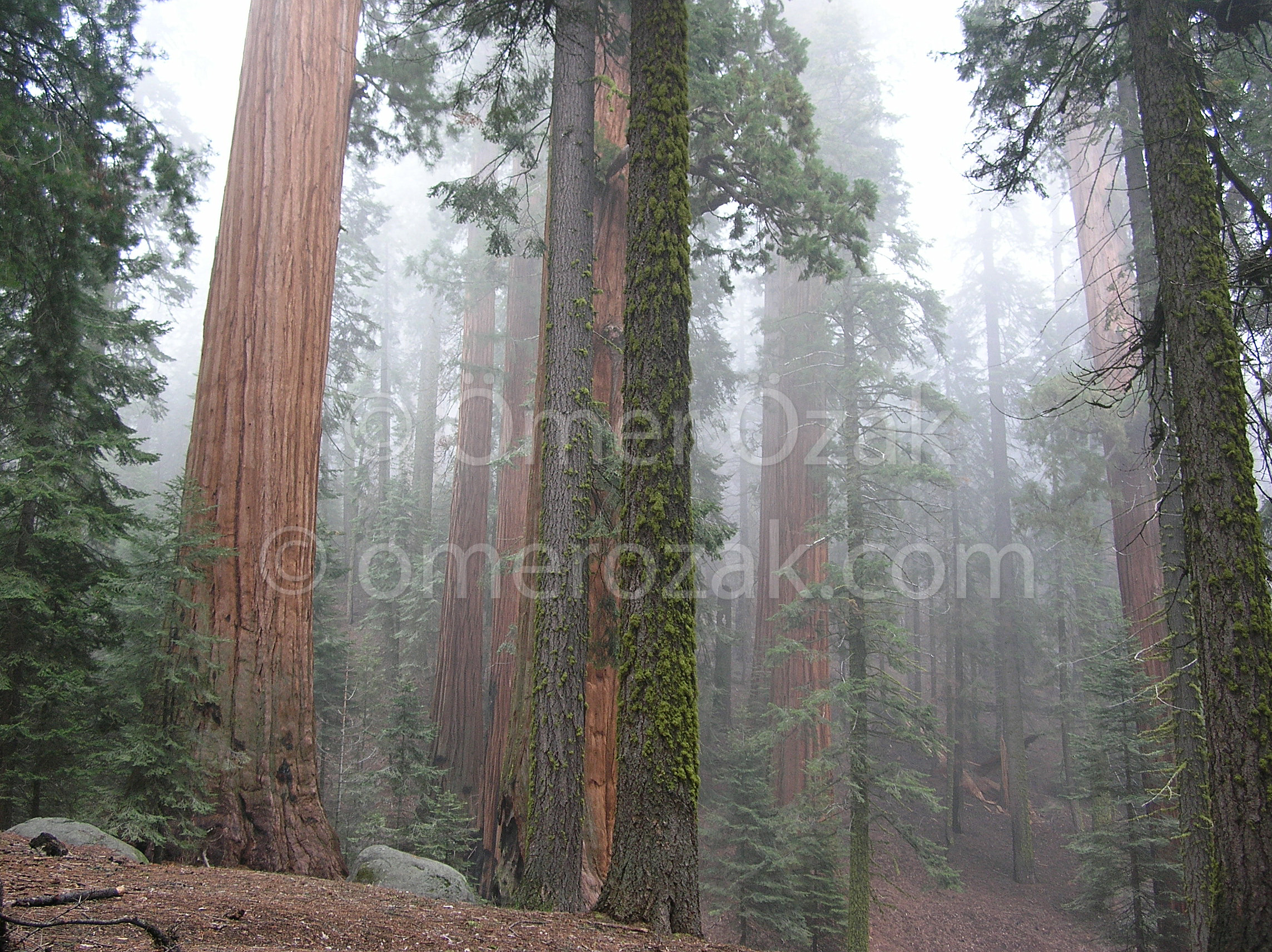 Sequoias