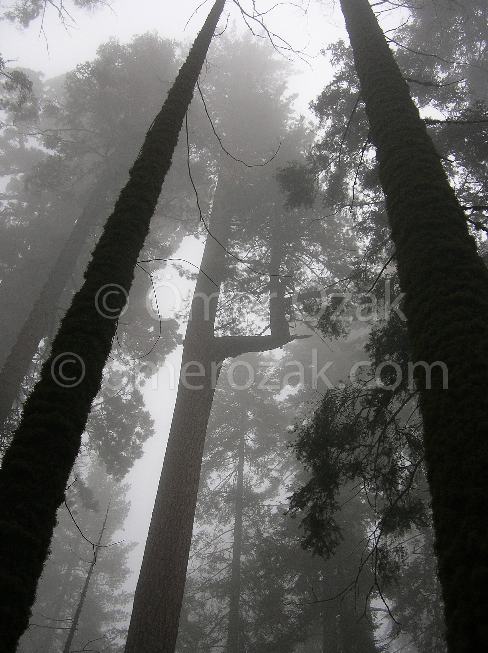 Sequoias
