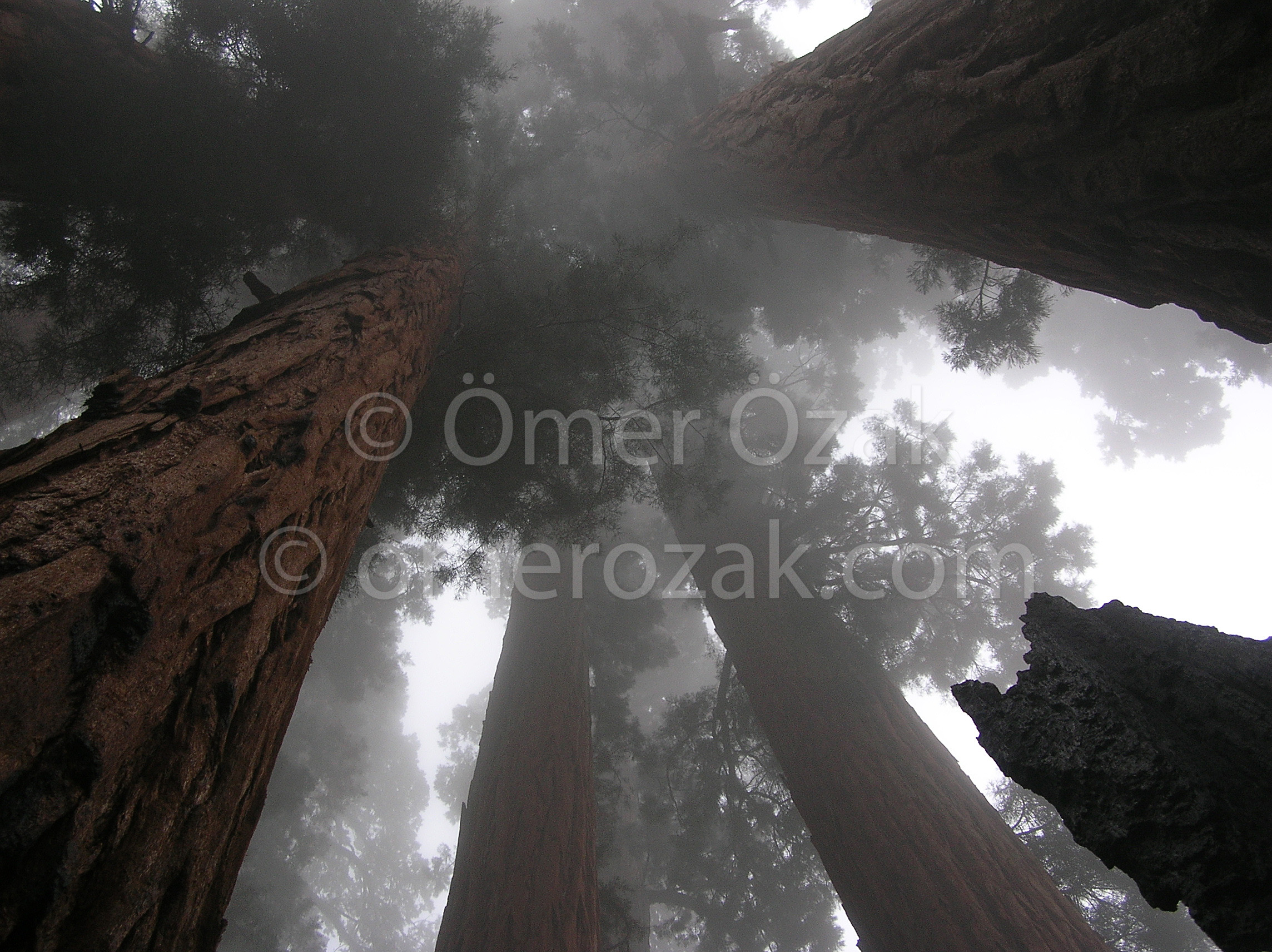 Sequoias