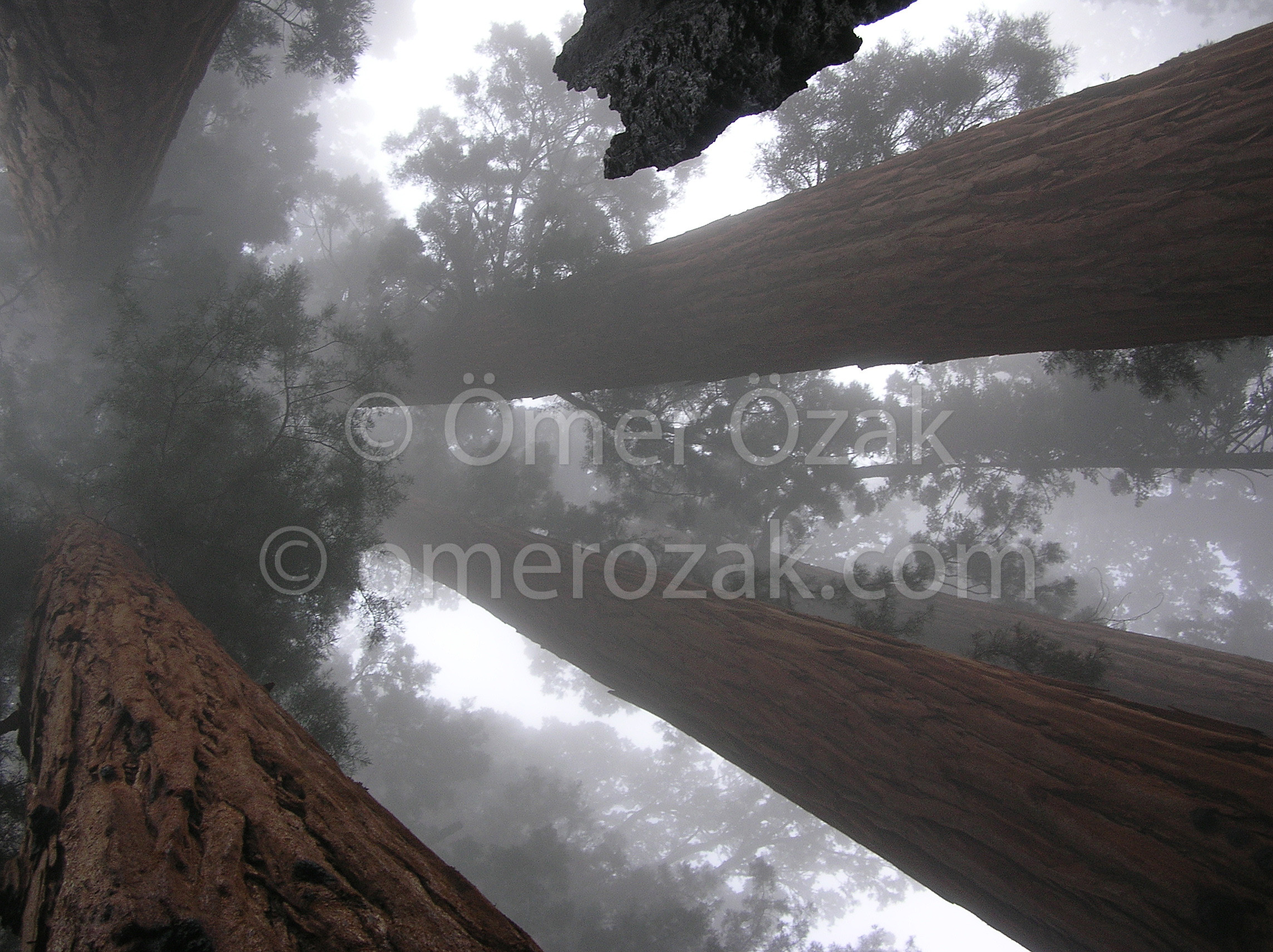 Sequoias