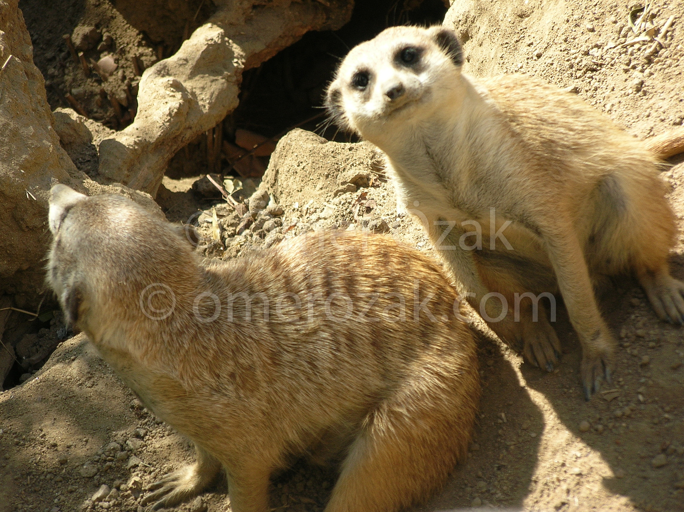 Meerkat