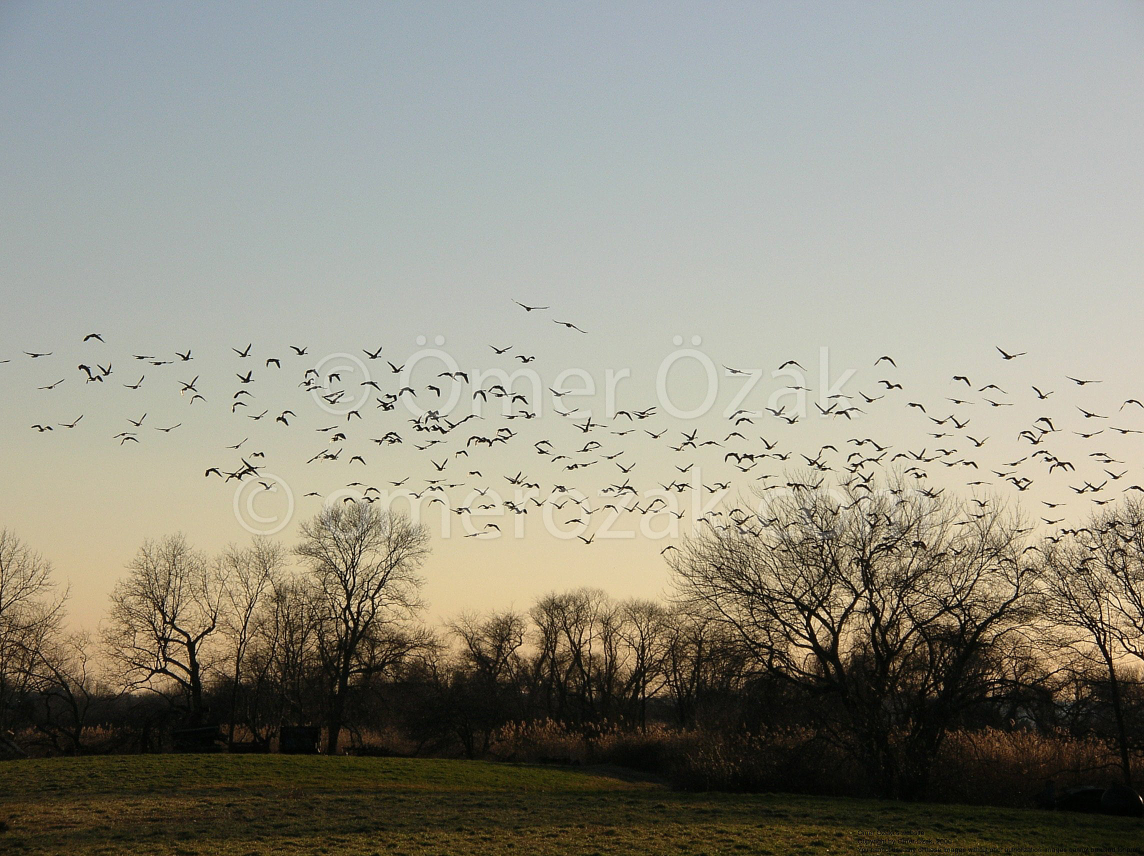 Geese in the Fall